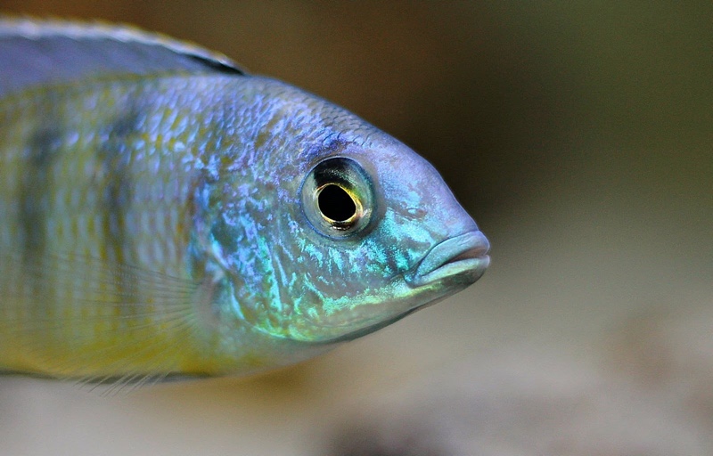 Mylochromis ericotaenia 'Manda'